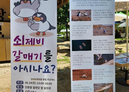 230624 생활실험백서 - 쇠제비 갈매기